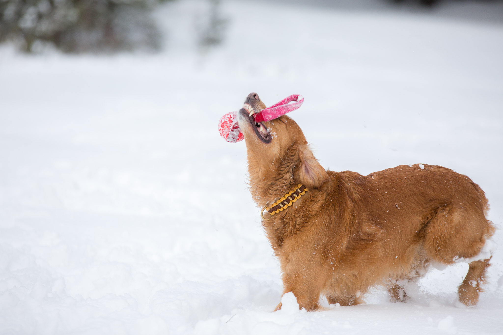 Annatarfoto hundfotografering Kallinge Ronneby golden retriever