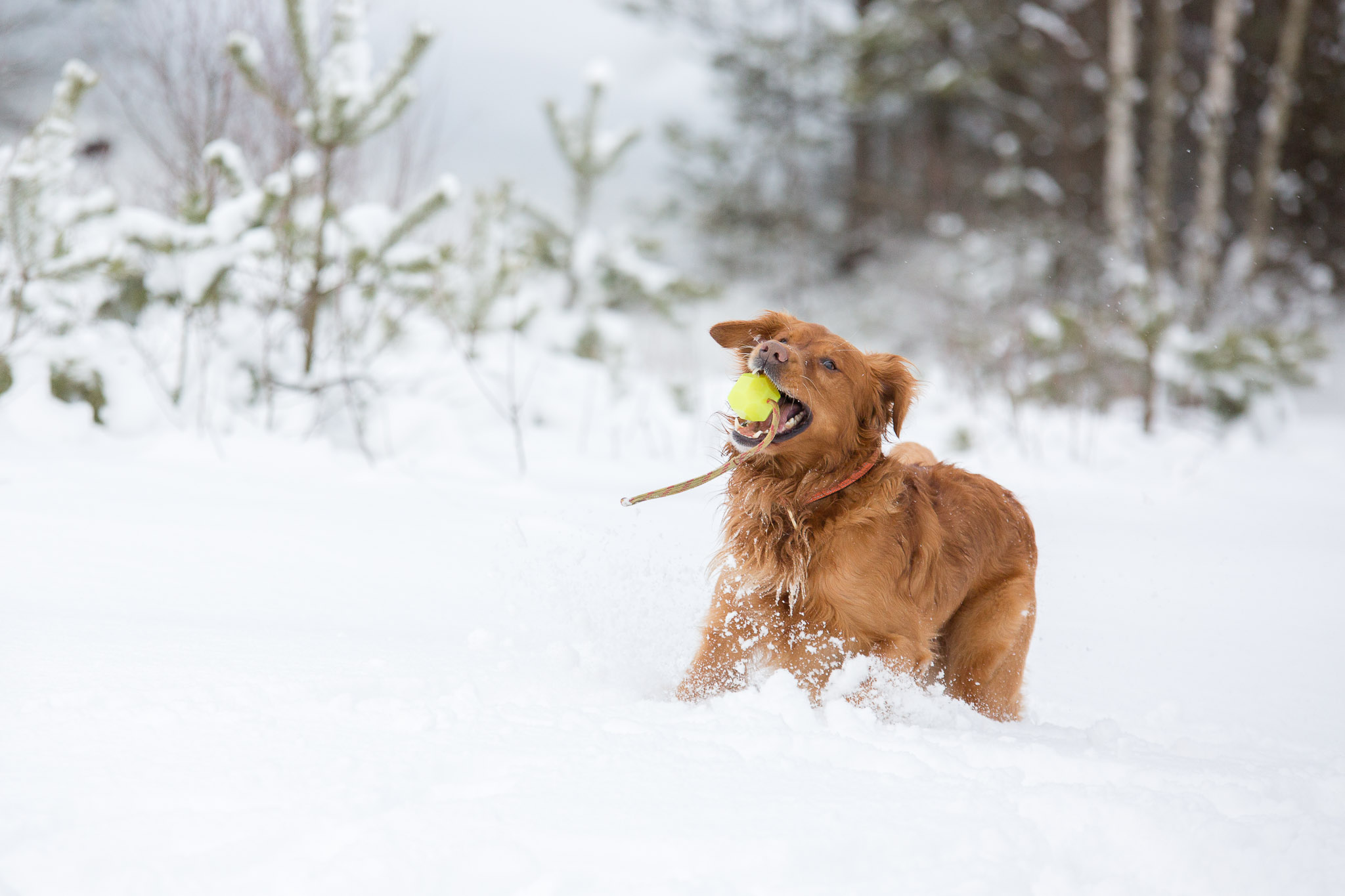 Annatarfoto hundfotografering Kallinge Ronneby golden retriever