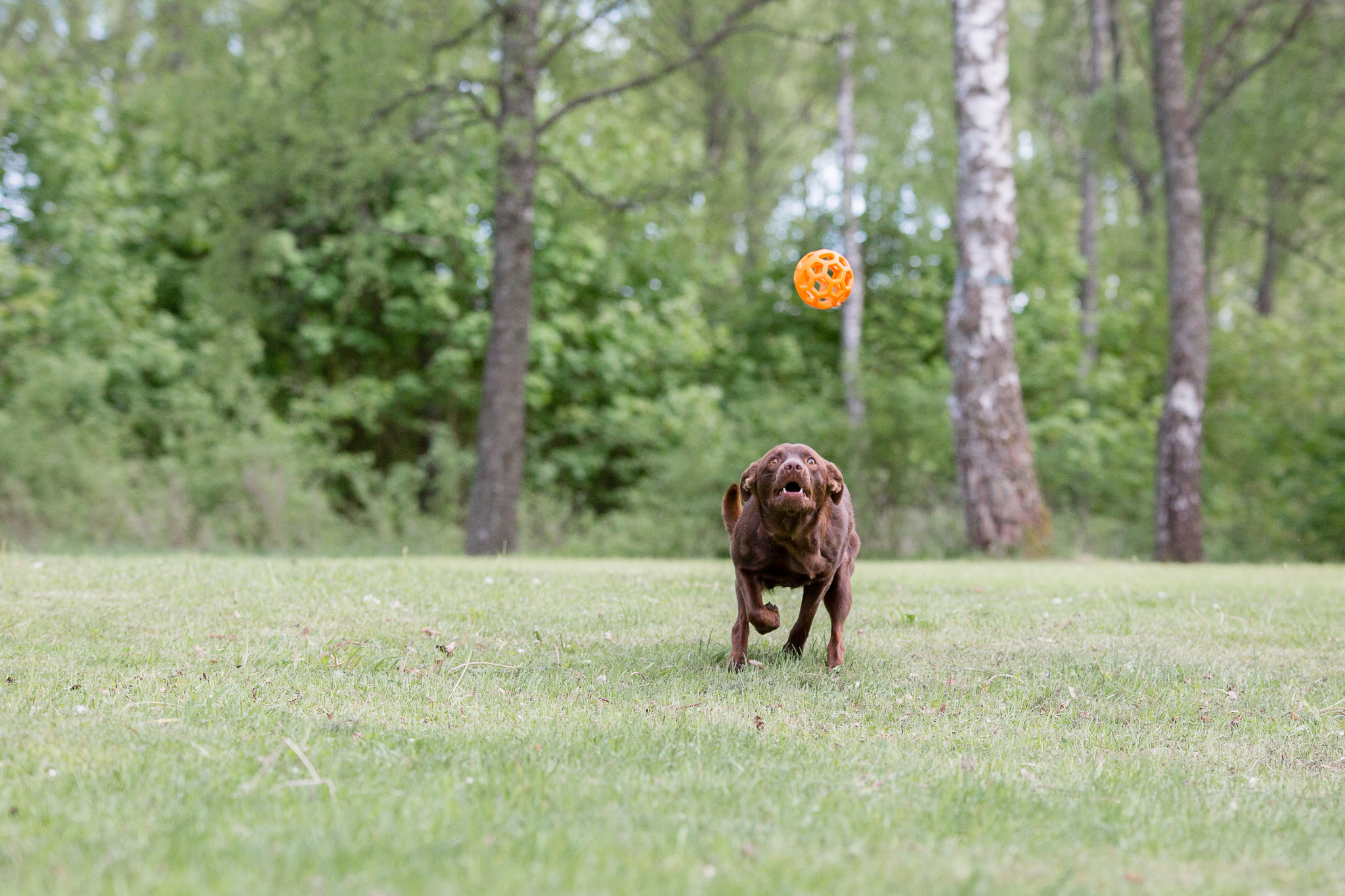 Annatarfoto hundfotografering djurfotografering kelpie Karlsnäs Ronneby